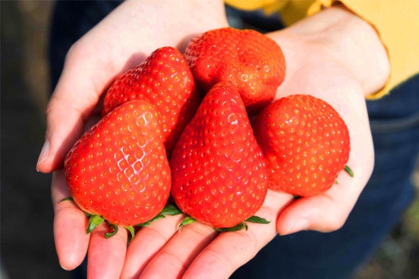 【新宿発】初物「いちご狩り」栃木ブランド品種が30分食べ放題!!光り輝く「あしかがフラワーパーク」イルミネーション&おかしパークで「みかもの月」詰め放題も満喫★ 日帰りバスツアー1